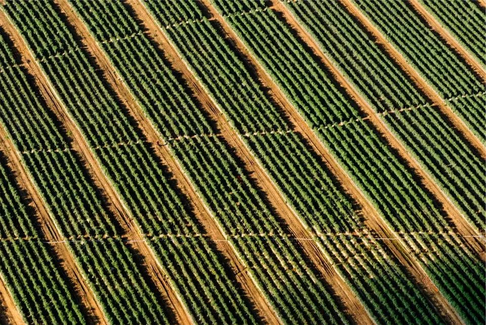 Aerial view of planted crop rows