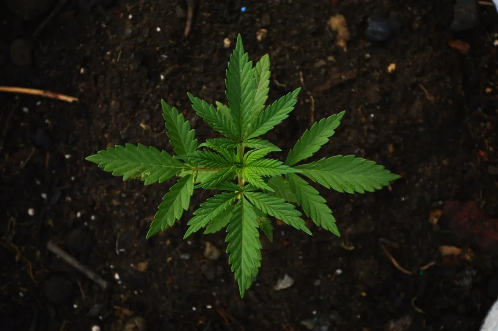 Young cannabis plant in soil
