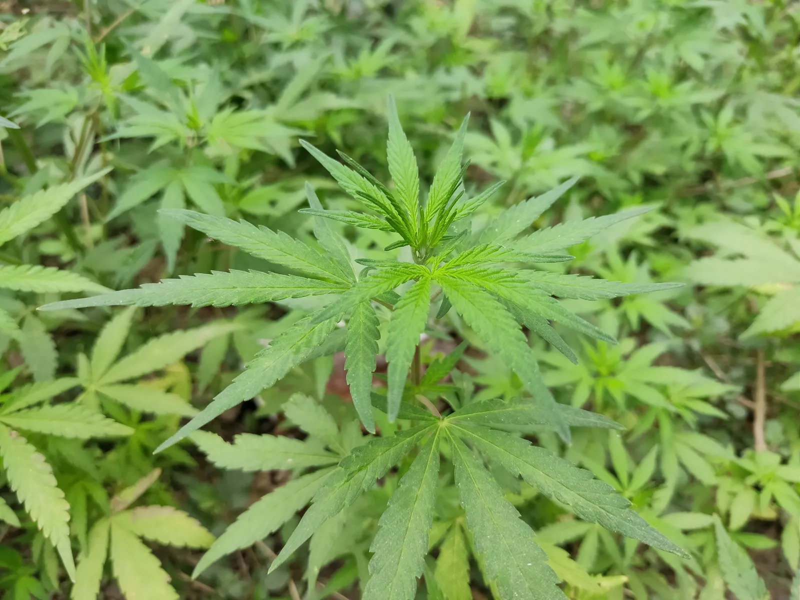 Cannabis plant canopy