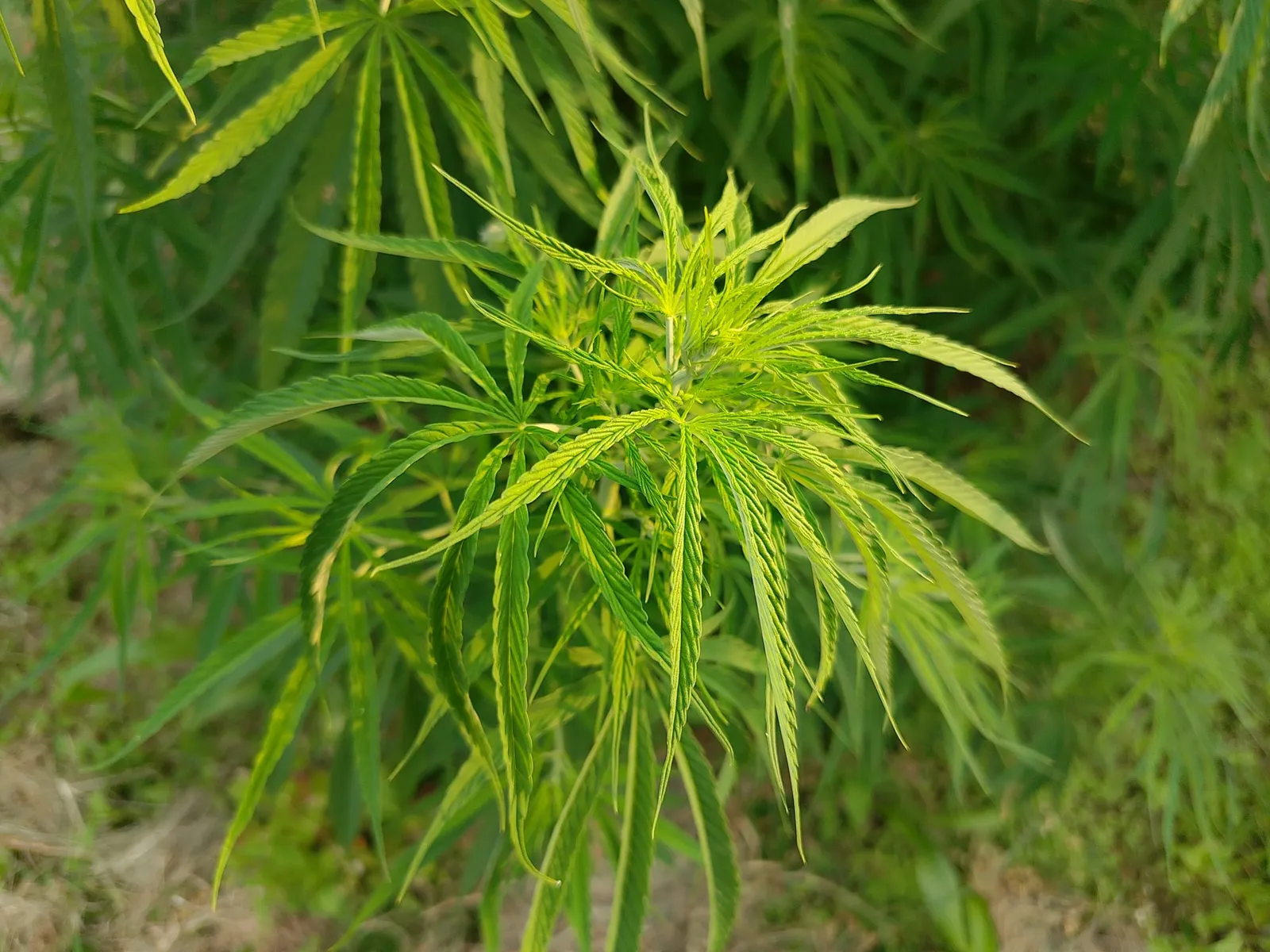 Close view of cannabis leaves